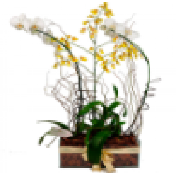 Combinado de Orquídeas Luxo