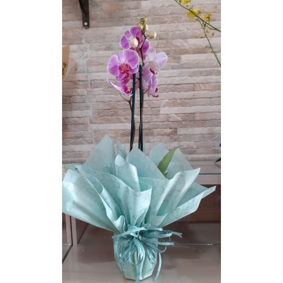 Orquídea Ana Carolina