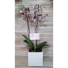 Orquídea Lilás