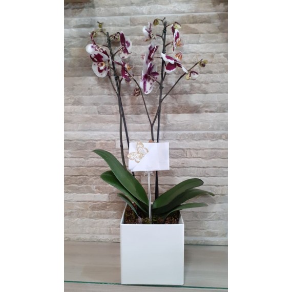 Orquídea Lilás